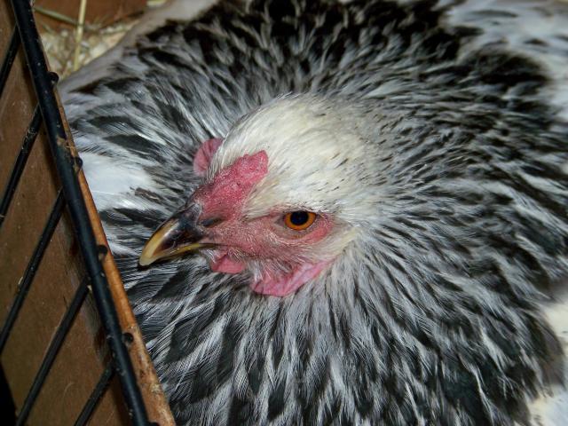 60076_light_brahma_hen_in_nest_10-25-10.jpg