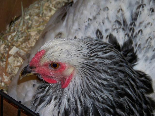 60076_light_brahma_hen_on_nest_10-25-10.jpg