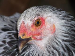 60076_lt_brahma_hen6_07-24-10.jpg