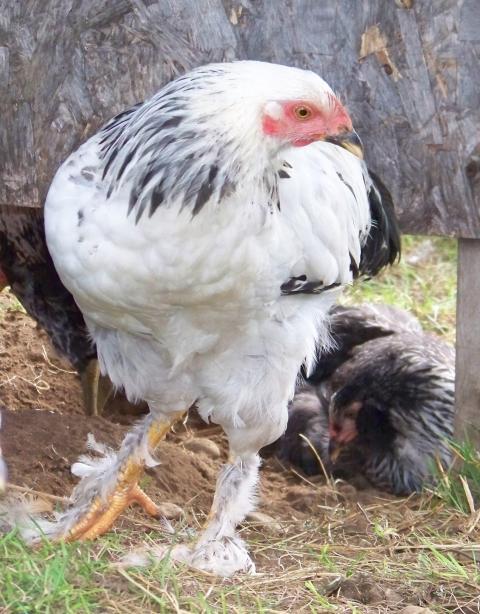 60076_miss_marples_chick.jpg