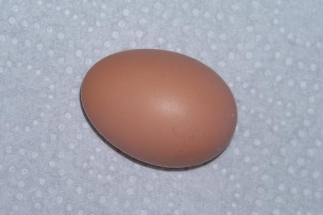 60076_my_first_egg_09-2410.jpg