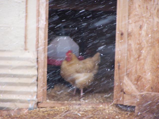 6008_snow_hens.jpg