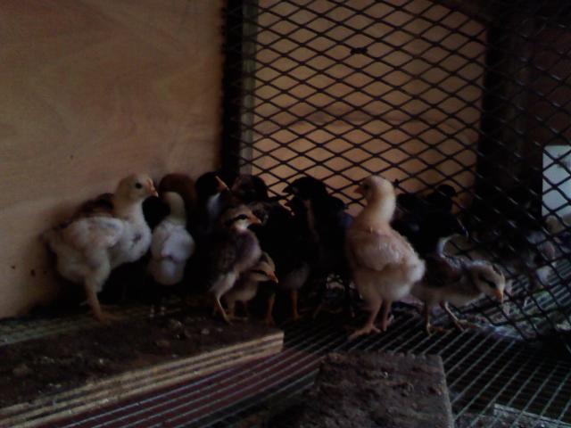 60105_chickens3.jpg