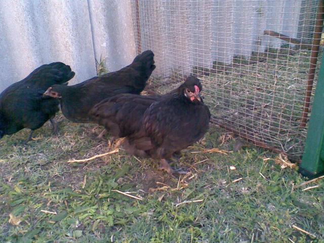 60121_threechooks.jpg