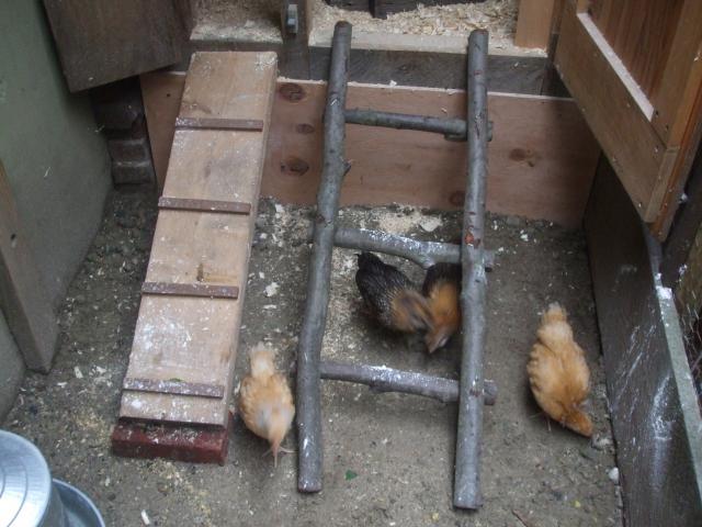 60128_chickens_are_out_017.jpg