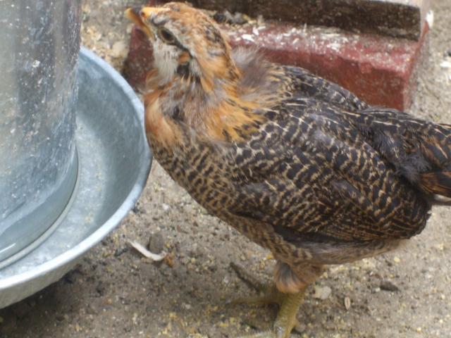 60128_chickens_are_out_039.jpg