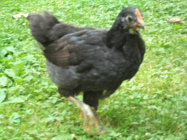 60141_chuck6w.jpg