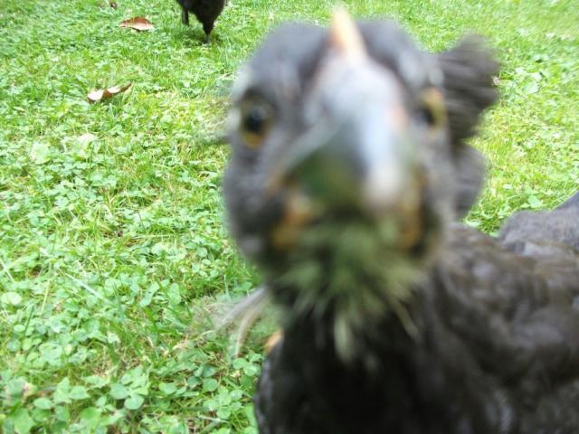 60141_what_r_u_looking_at.jpg