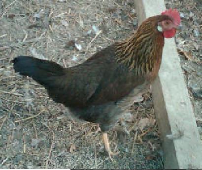 60213_brown_egg_layer_091510.jpg