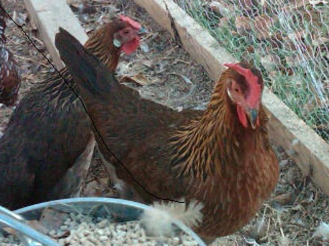 60213_brown_egg_layer_2_--_091510.jpg