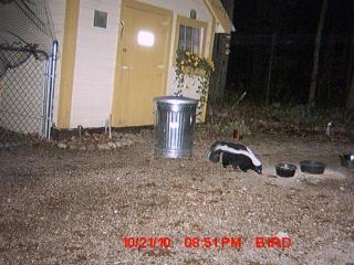 60229_skunk.jpg