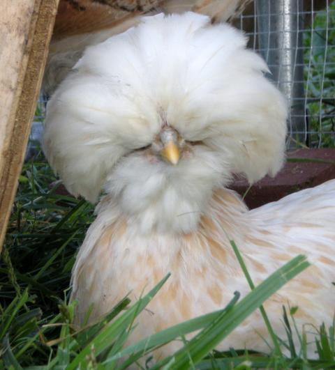 60233_gertie.jpg