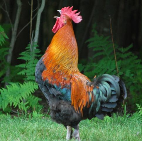 60251_41679_muranofarms.jpg