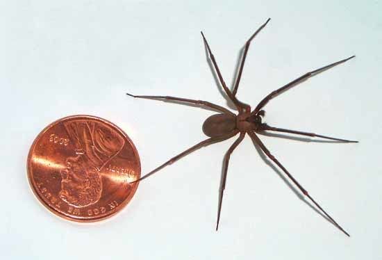 60251_brown-recluse-spider-03-coin.jpg