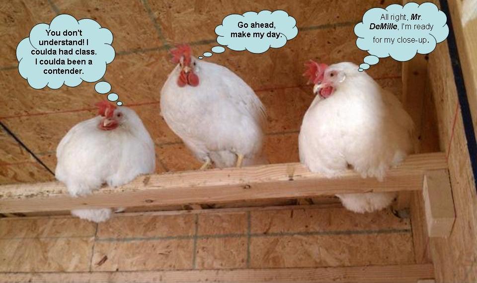 60251_chickens.jpg