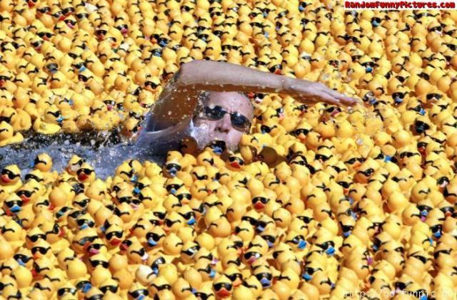 60251_duck_army.jpg