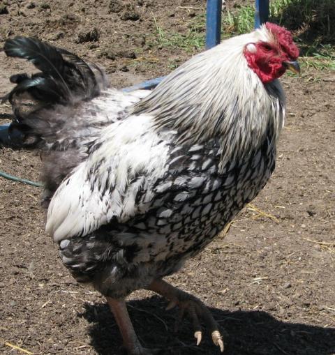 60251_slw20rooster.jpg