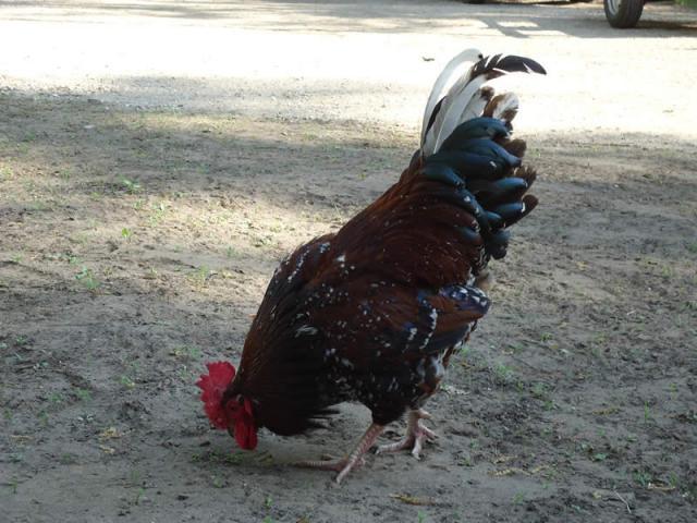 60288_rooster1.jpg