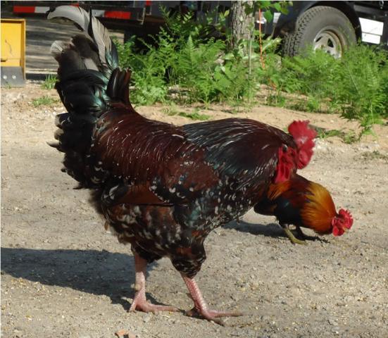 60288_rooster3.jpg