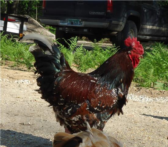 60288_rooster4.jpg