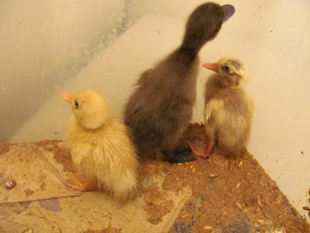 60300_img_2184.jpg