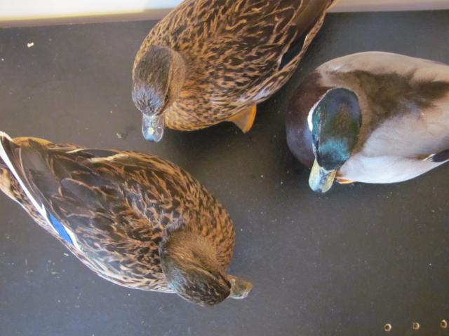 60300_img_2252.jpg