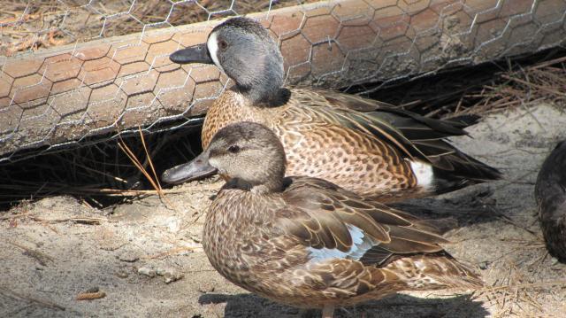 60300_img_2421.jpg