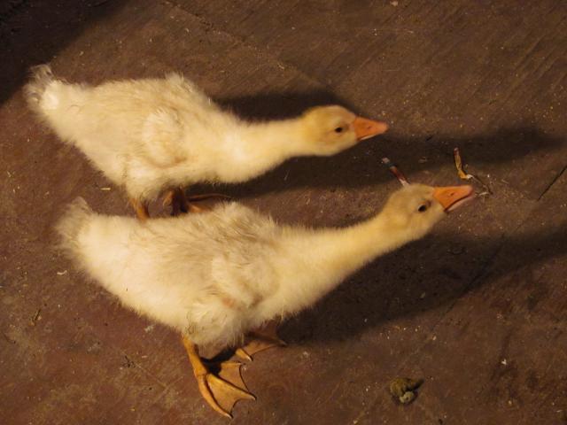 60300_img_3594.jpg
