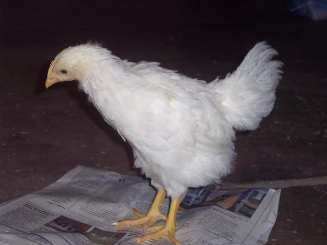 60365_chickens_001.jpg