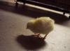 60365_chickens_002.jpg