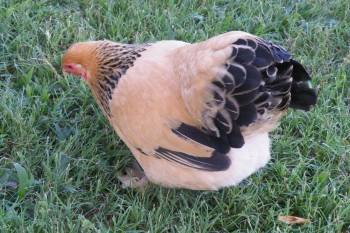 60393_buff_pullet.jpg