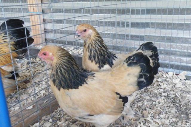 60393_resize_2_pullets.jpg