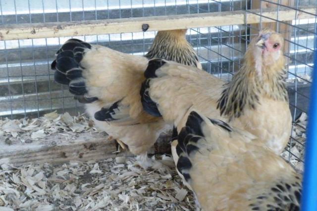 60393_resize_3_pullets.jpg