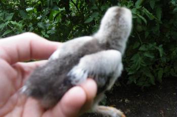 60393_resize_chick_1.jpg