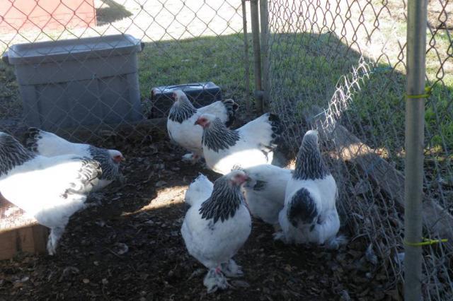 60393_resize_light_pullets.jpg