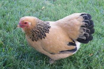 60393_resize_pullet_2.jpg