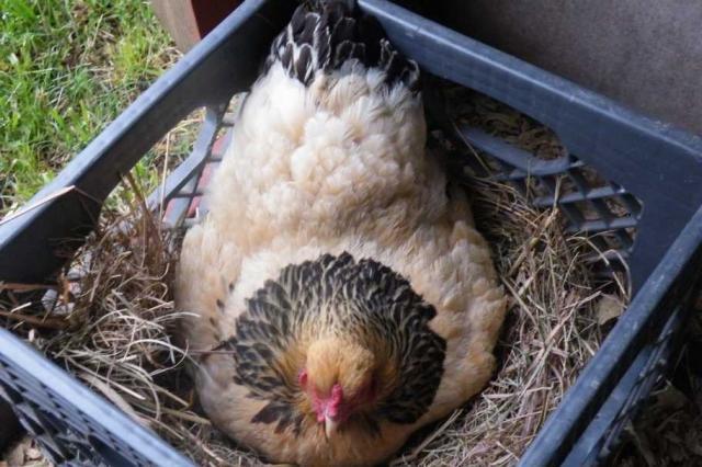 60393_resized_setting_hen.jpg