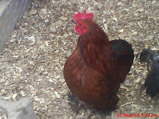 603_bantamroo.jpg