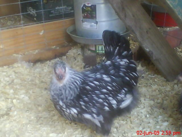 603_slwpullet.jpg