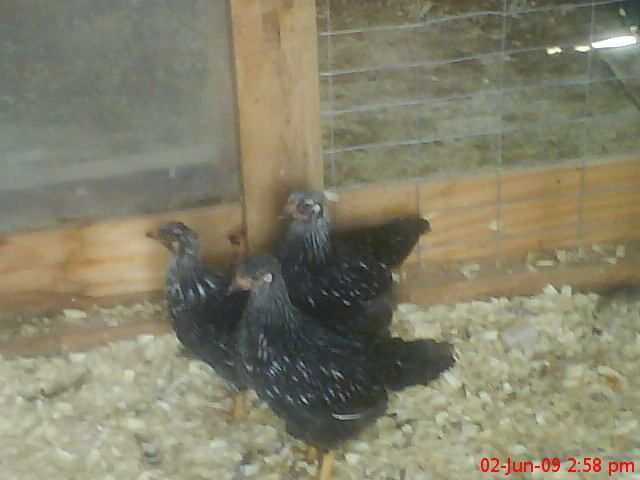 603_slwpullets3.jpg