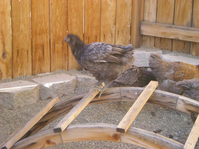 60407_chicken_coop_2010_058.jpg