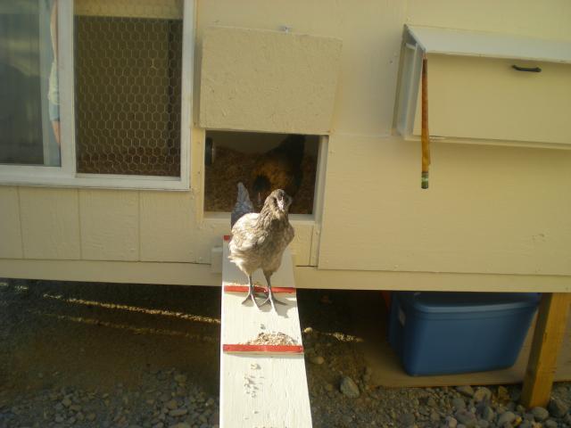 60407_chicken_coop_2010_068.jpg