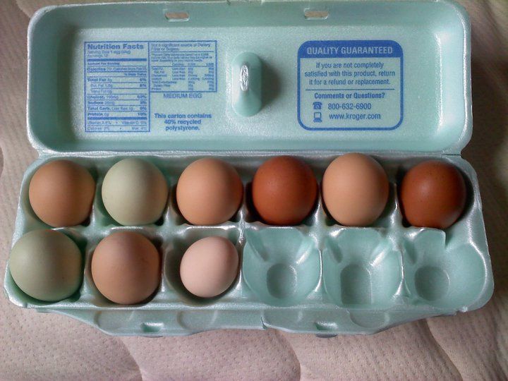 60439_cleo_egg.jpg
