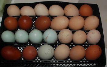 60439_eggs_set.jpg