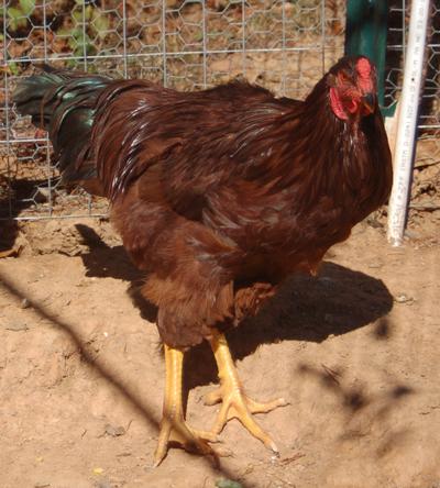 60439_raptor_20wks.jpg