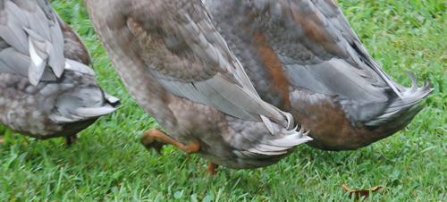 60439_tails1.jpg