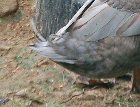 60439_tails3.jpg