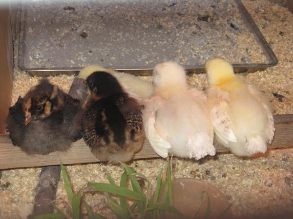 60454_7-25roost.jpg