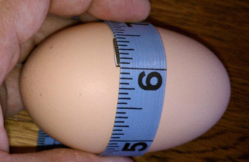 60454_huge_egg_circum.jpg