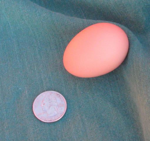 60454_mistys_first_egg.jpg